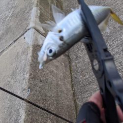 時合いにトラブル