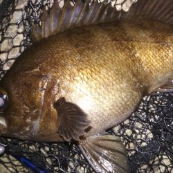 夜ハマチ泣き尺めばる