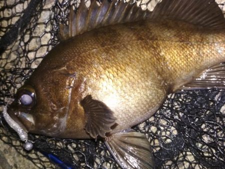 夜ハマチ泣き尺めばる