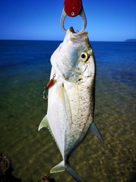 サーフエリアでカスミアジ