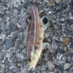 2019年最後のアジング?