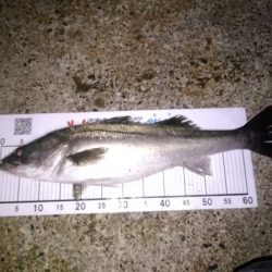 ハタハタパターン　シーバス開幕