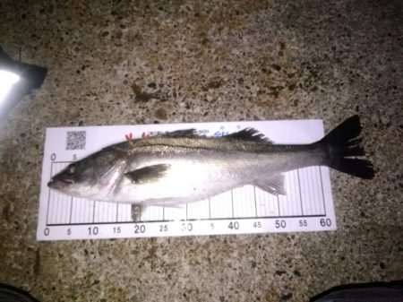 ハタハタパターン　シーバス開幕