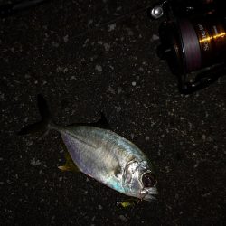 ナイト、マイクロジギング