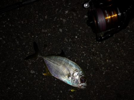 ナイト、マイクロジギング