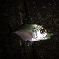 ナイトワームでメッキ釣り