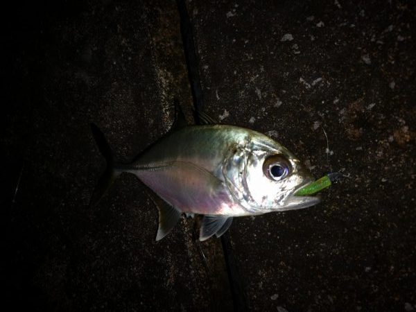 ナイトワームでメッキ釣り