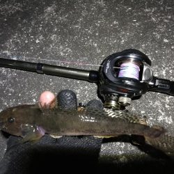 南港へち釣行 （12/22 久々の南港ヘチ釣り キビレチヌ 48cm、大型ハゼ 釣果有り）