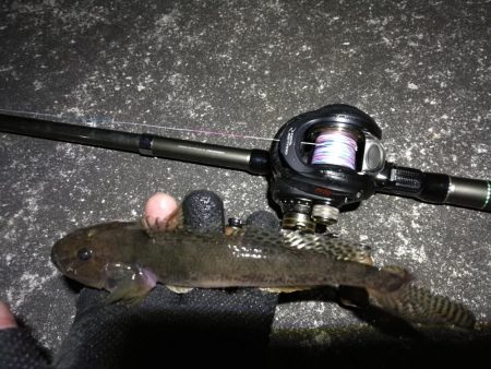 南港へち釣行 （12/22 久々の南港ヘチ釣り キビレチヌ 48cm、大型ハゼ 釣果有り）