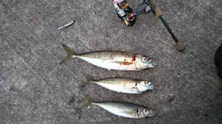 楽しいアジング