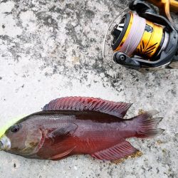 ワームでミナミクロダイ