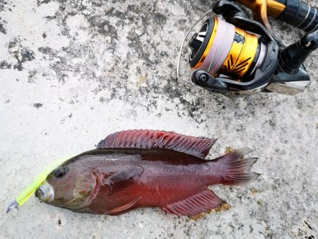 ワームでミナミクロダイ