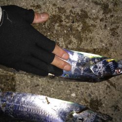 タチウオまだ居ます