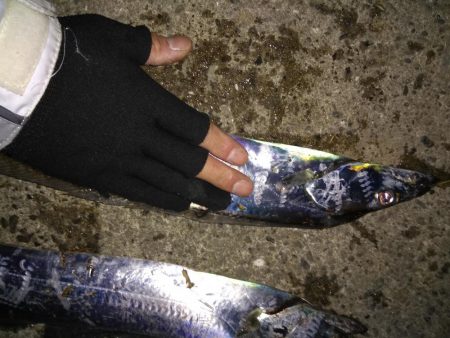 タチウオまだ居ます