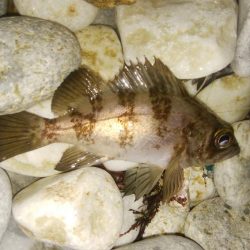 フロート&ジグ単