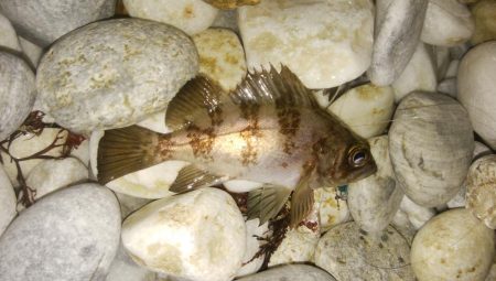 フロート&ジグ単