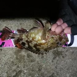 【釣り】南港へち釣行 （12/29 南港ヘチ釣り ガシラ、真鯛（チャリコ） 釣果有り）