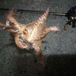 南港へち釣行 （12/31 大晦日だよ！南港ヘチ釣り ガシラ、タコ 釣果有り）