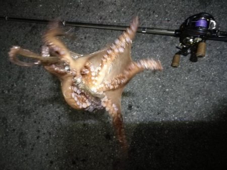 南港へち釣行 （12/31 大晦日だよ！南港ヘチ釣り ガシラ、タコ 釣果有り）