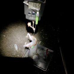 最後の最後に1/20、ちっちゃいけど一夜干しに!