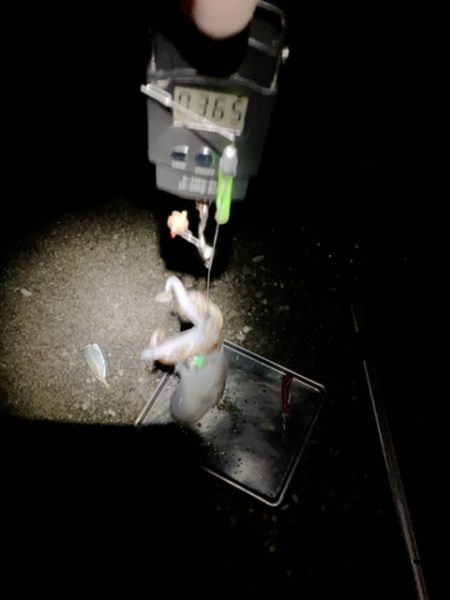 最後の最後に1/20、ちっちゃいけど一夜干しに!