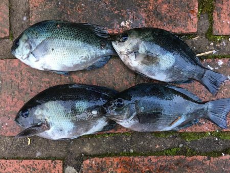 イガミ、チャリコ、グレ、コアジほか