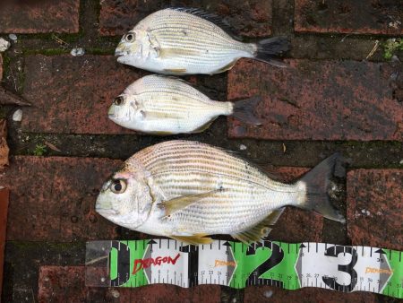 ヘダイ3匹（最大31㎝）、ボラ2匹（最大5…