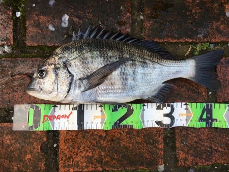 チヌ45㎝