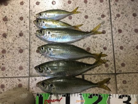 良型アジ（25~6㎝）4匹、ベラ3匹、良型…