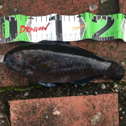 サビキにイガミ