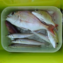 初冬のキス釣り