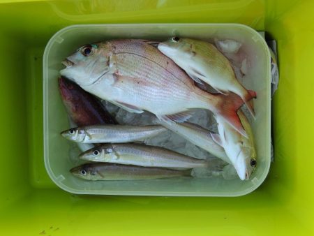 初冬のキス釣り