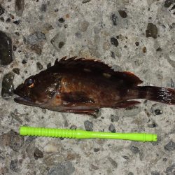 エビ撒きでメバル釣り