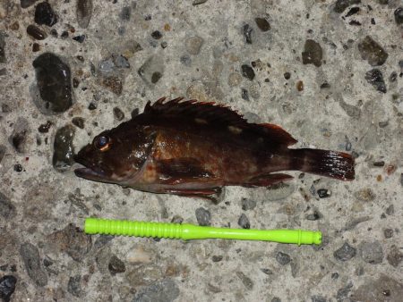 エビ撒きでメバル釣り