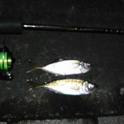 仕事終わりにアジング行って来ました。