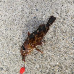 久しぶりの根魚