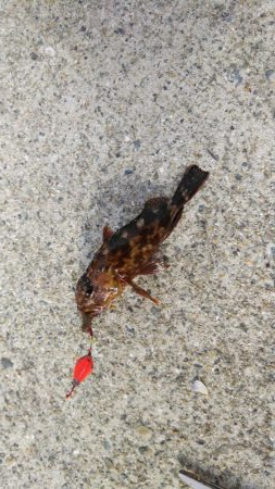 久しぶりの根魚