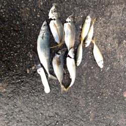 噂の大アジ、大鯖