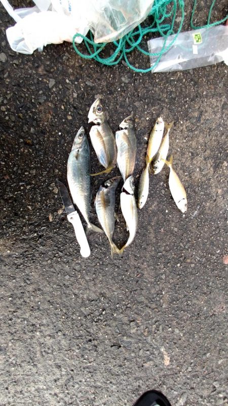 噂の大アジ、大鯖