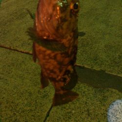 アジングとタチウオテンヤ