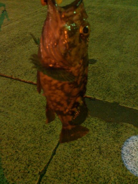 アジングとタチウオテンヤ