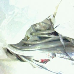 タチウオの後はサビキ