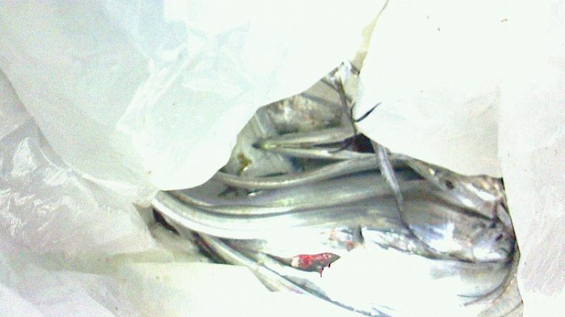 タチウオの後はサビキ