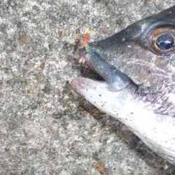 サビキにチヌ