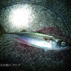 大サバ、良型アジ、グレ沢山！