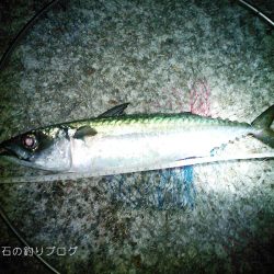 40cm大サバに、チヌ&グレ!