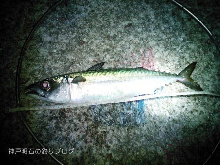 40cm大サバに、チヌ&グレ!