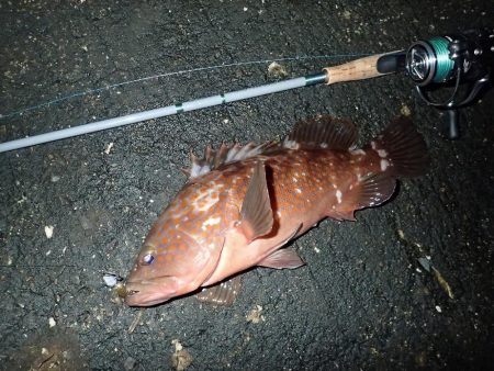 お宝発見！　神戸沖堤！