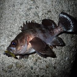 ちょこっとメバリング!