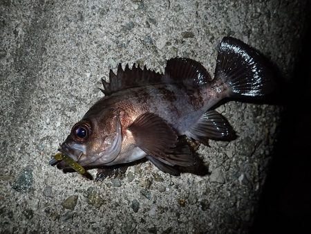 ちょこっとメバリング!